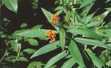 Asclepias curassavica 尖尾鳳