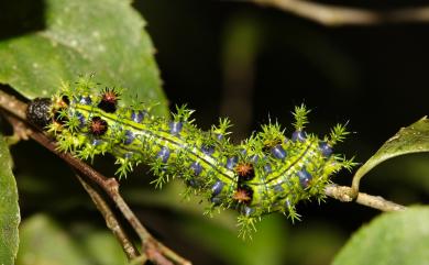Limenitis asura baelia (Fruhstorfer, 1908) 白圈線蛺蝶
