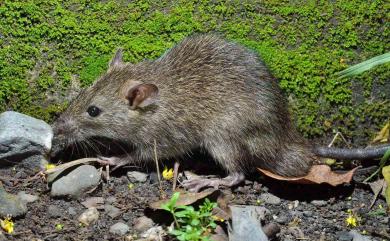 Rattus losea (Swinhoe, 1871) 小黃腹鼠