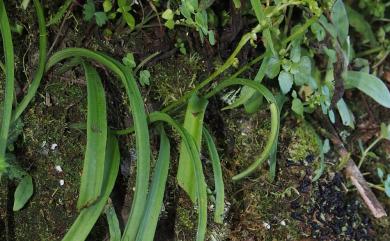 Herminium lanceum 細葉零餘子草