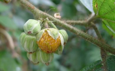 Rubus wallichianus Wight & Arn. 鬼懸鉤子