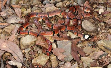 Sinomicrurus swinhoei (Van Denburgh, 1912) 環紋赤蛇