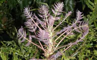 Mahonia oiwakensis Hayata 阿里山十大功勞