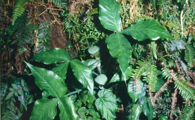 Arisaema ringens 申跋