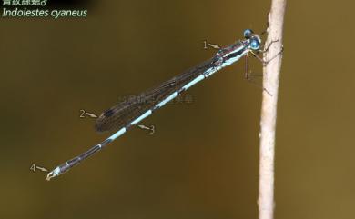 Indolestes cyaneus (Selys, 1862) 青紋絲蟌