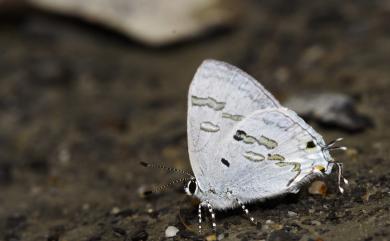 Hypolycaena kina inari (Wileman, 1908) 蘭灰蝶