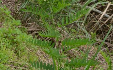 Sophora flavescens 苦參