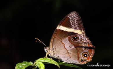 Lethe insana formosana Fruhstorfer, 1908 深山黛眼蝶