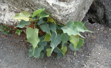 Ficus religiosa L. 菩提樹