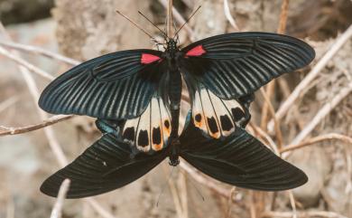 Papilio memnon heronus Fruhstorfer, 1902 大鳳蝶