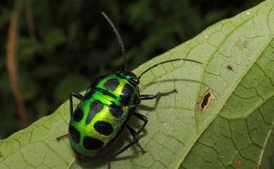 Chrysocoris stollii (Wolff, 1801) 琉璃星盾椿象