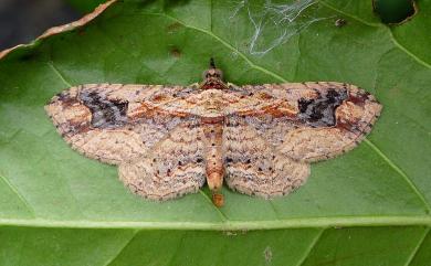 Ziridava kanshireiensis Prout, 1958