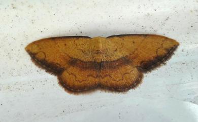 Pylargosceles steganioides limbaria (Wileman, 1915)