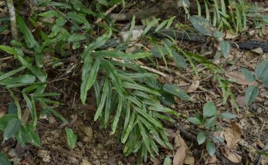 Lindsaea ensifolia Sw. 箭葉鱗始蕨