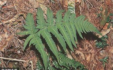 Dryopteris varia 南海鱗毛蕨