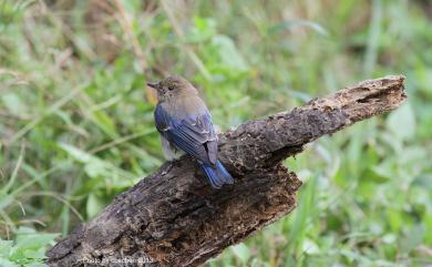 Cyanoptila cyanomelana cyanomelana (Temminck, 1829) 白腹琉璃