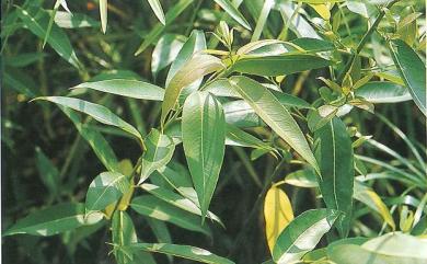 Salix kusanoi (Hayata) C.K. Schneid. 水社柳