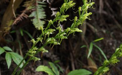 Habenaria iyoensis 岩坡玉鳳蘭