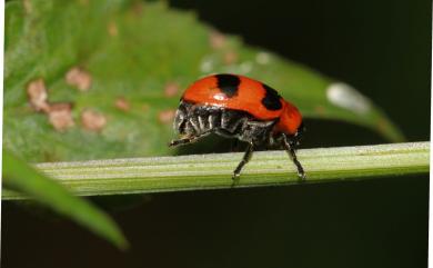 Physosmaragdina nigrifrons (Hope, 1842) 黑額長筒金花蟲