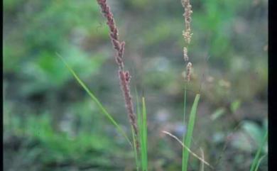 Eragrostis ciliaris (L.) R.Br. 毛畫眉草