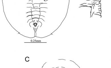 Massilieurodes euryae Takahashi, 1940 柃木粉蝨