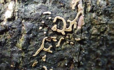 Physarum serpula 蛇形絨泡黏菌