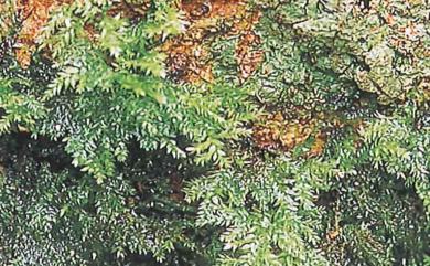 Kindbergia arbuscula (Brotherus) Ochyra, 1982 樹形王苔