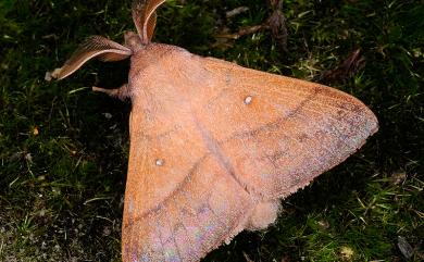 Odonestis bheroba formosae Wileman, 1910 臺灣蘋毛蟲