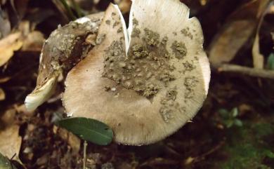 Amanita porphyria 褐雲斑鵝膏