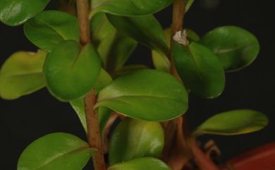 Lysimachia mauritiana 茅毛珍珠菜
