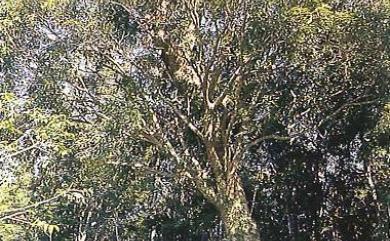 Lithocarpus shinsuiensis 浸水營石櫟