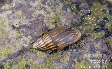 Strigatella paupercula (Linnaeus, 1758) 大焰筆螺