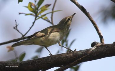 Phylloscopus borealis borealis (Blasius, 1858) 極北柳鶯(指名亞種)