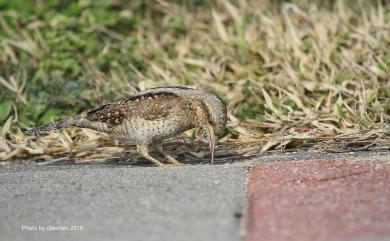 Jynx torquilla chinensis Hesse, 1911 地啄木