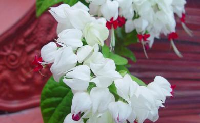 Clerodendrum thomsoniae Balf.f. 龍吐珠