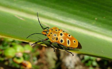 Cantao ocellatus (Thunberg, 1784) 角盾蝽