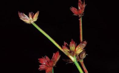 Juncus leschenaultii 錢蒲