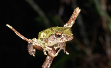 Kurixalus eiffingeri (Boettger, 1895) 艾氏樹蛙