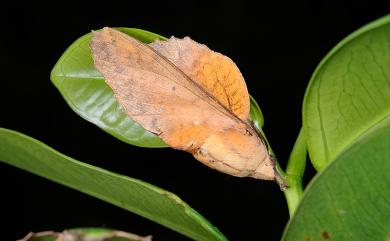 Gastropacha horishana Matsumura, 1927 鋸緣枯葉蛾