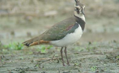 Vanellus vanellus (Linnaeus, 1758) 小辮鴴