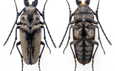 Trictenotoma formosana Kriesche, 1919 蓬萊擬鍬形蟲