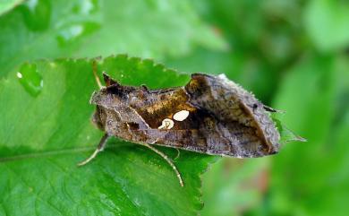 Chrysodeixis eriosoma (Doubleday, 1843) 南方銀灰夜蛾