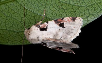 Orthosia conspecta (Wileman, 1914) 玫斑夢尼夜蛾