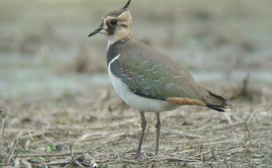 Vanellus vanellus (Linnaeus, 1758) 小辮鴴