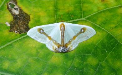 Macrocilix mysticata flavotincta Inoue, 1988 啞鈴帶鉤蛾