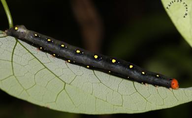 Calyptra minuticornis bisacutum (Guenée, 1852)