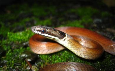 Sibynophis chinensis (Günther, 1889) 黑頭蛇