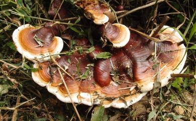 Ganoderma tropicum (Jungh.) Bres., 1910 熱帶靈芝