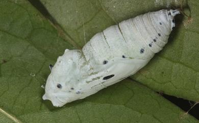 Choaspes xanthopogon chrysopterus Hsu, 1988 褐翅綠弄蝶