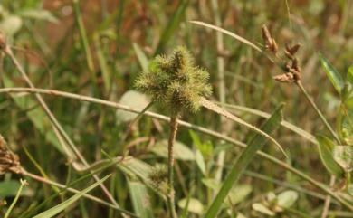 Fuirena ciliaris (L.) Roxb. 毛三稜